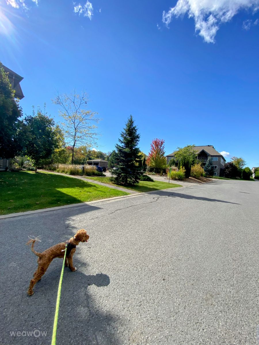 Photographer Lulu5523, Weather Photos in le Plateau - Weawow