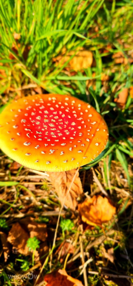 Fotografos Seni, Fotos do tempo em Velbert - Weawow