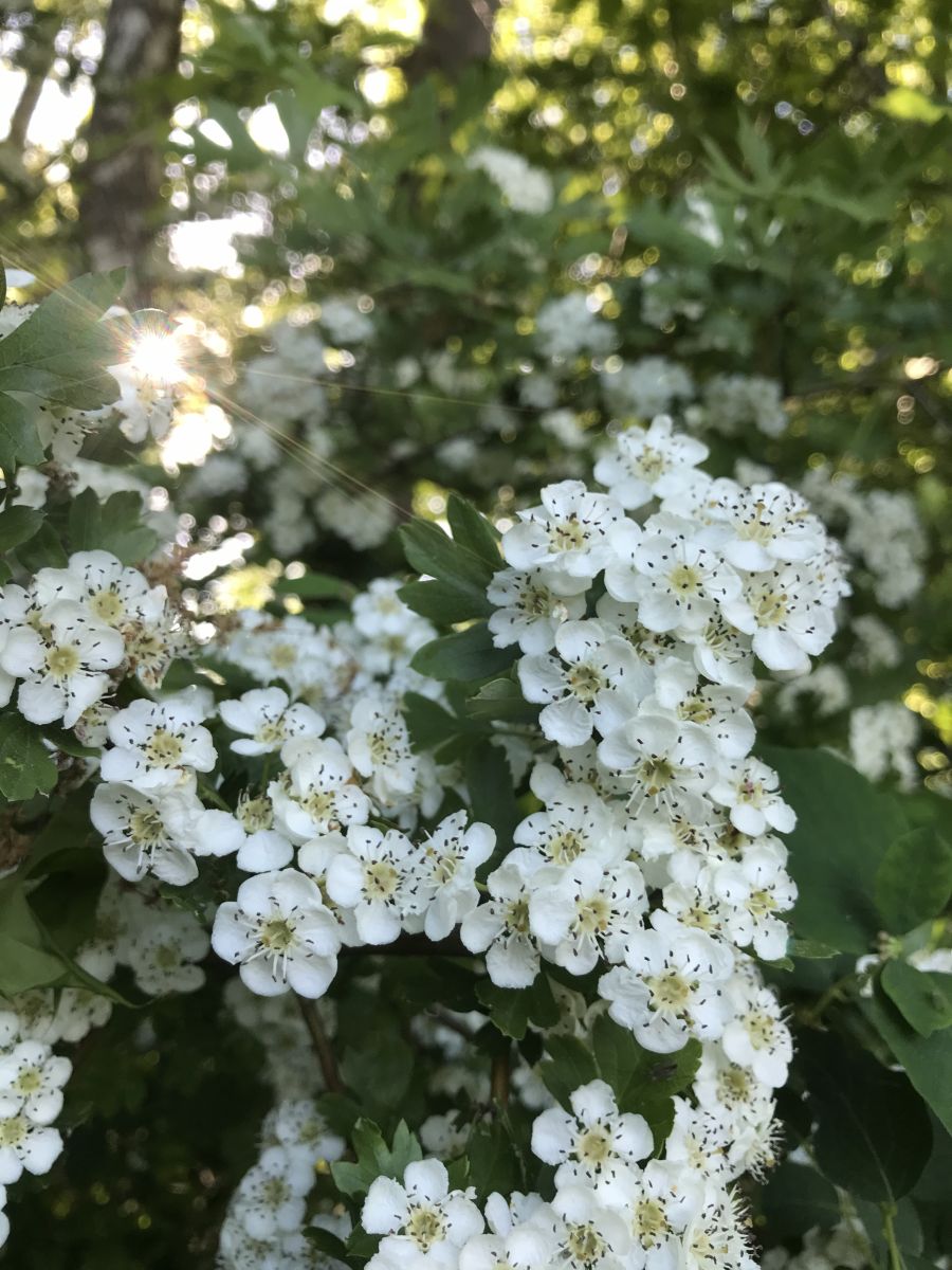 Fotos sobre el clima en Sovetsk. Pronósticos del tiempo con hermosas fotos de set479