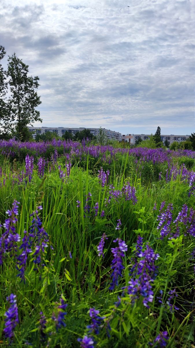 ウリヤノフスク州の天気写真. dorofeiSHINの美しい写真による天気予報