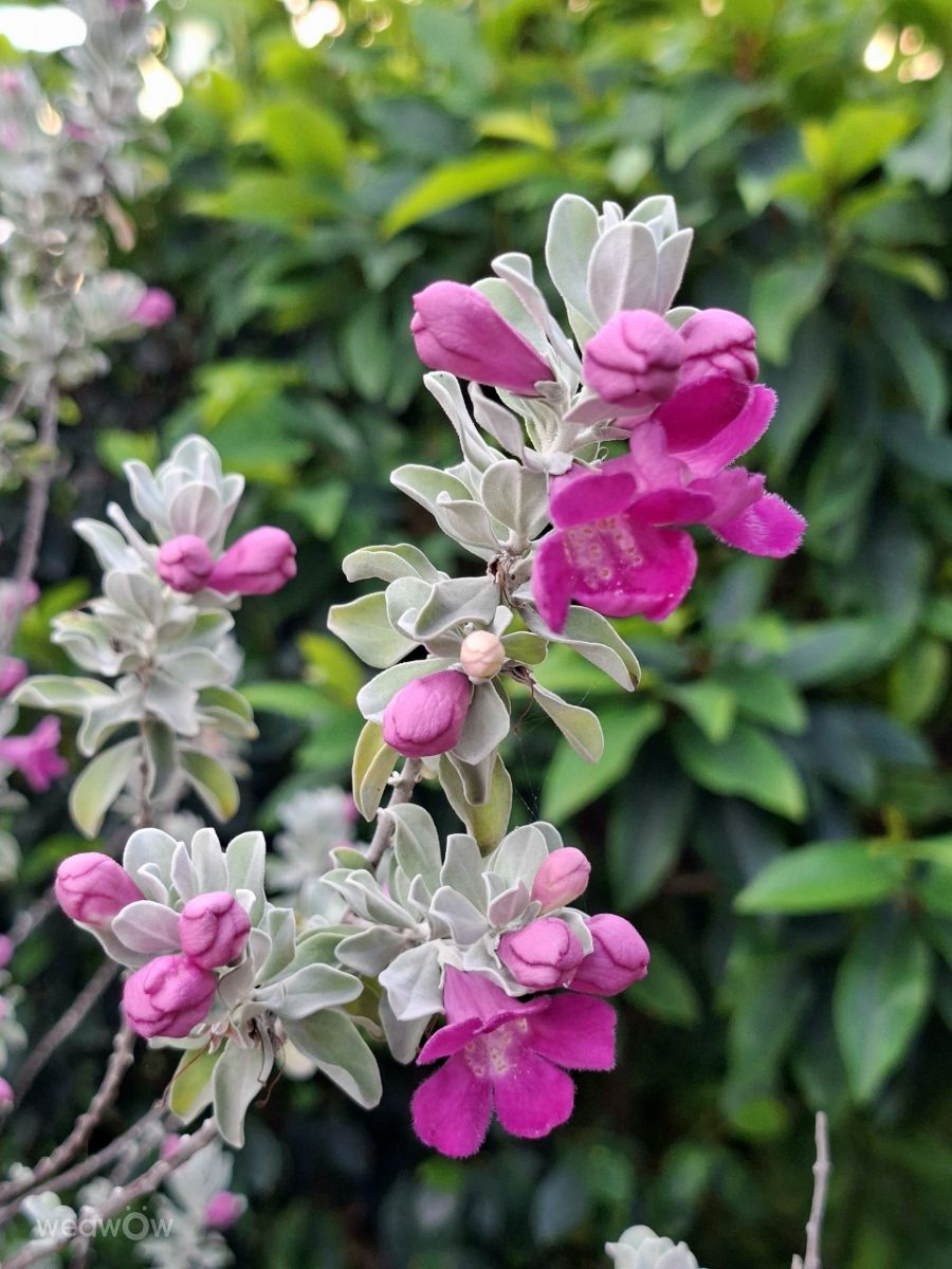 Photographe Wen-ya Huang, Photos météo à Kaohsiung - Weawow