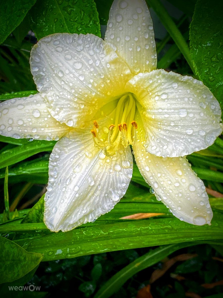 Wetter Photos le Plateau. Wettervorhersagen mit schönen Fotos von Lulu5523