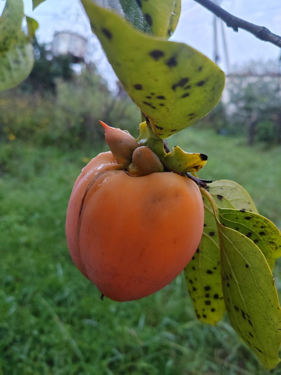 Фотографии Погоды в Сочи. Прогнозы погоды с чудесными фотографиями, сделанными Albert_Smelovtsev