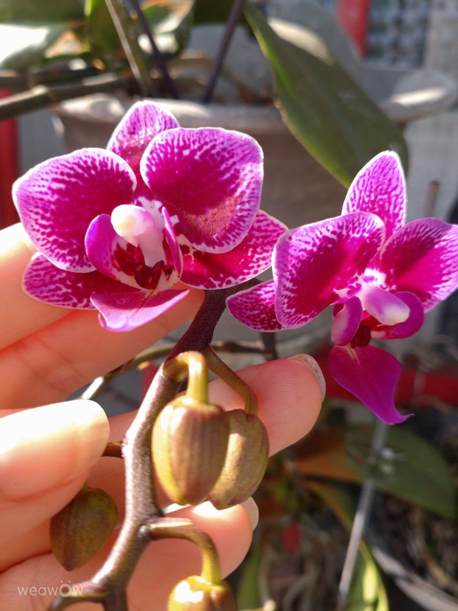 Photographe Wen-ya Huang, Photos météo à Kaohsiung - Weawow