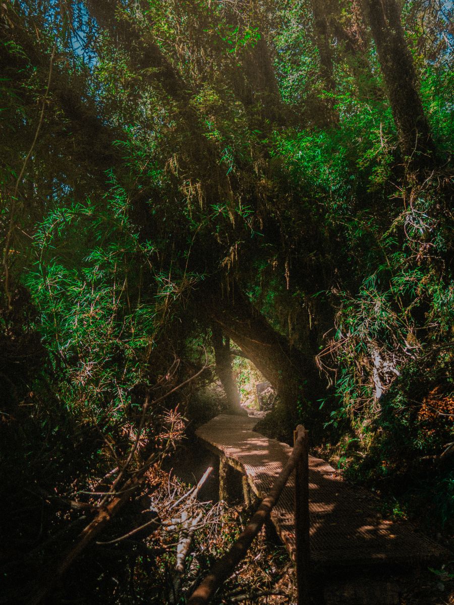 Pronósticos del tiempo con hermosas fotos de alcachofapls