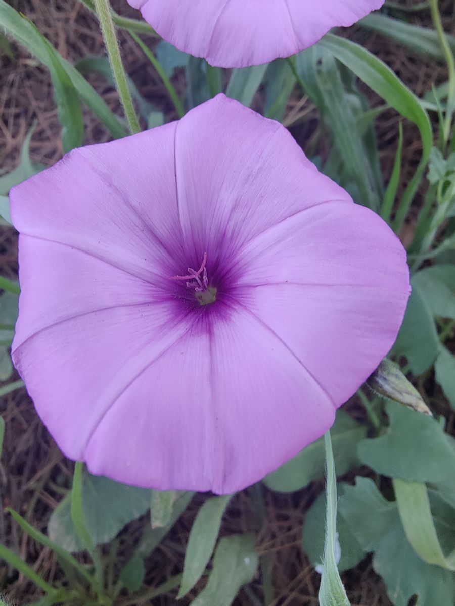 Weather Photos in Málaga. Weather forecasts with beautiful photos by Jorgeton75