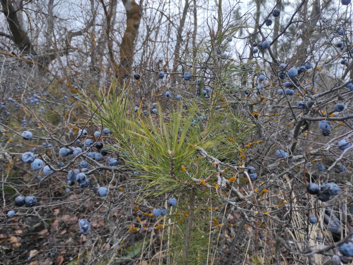 Wetter Photos Mordwinien. Wettervorhersagen mit schönen Fotos von Вильдим