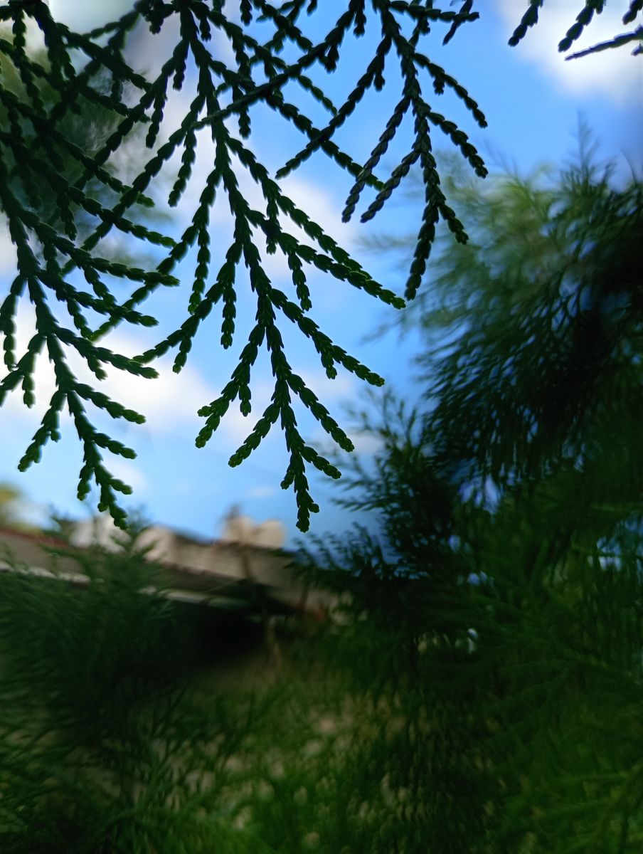 天气预报，带Bluking精美的照片