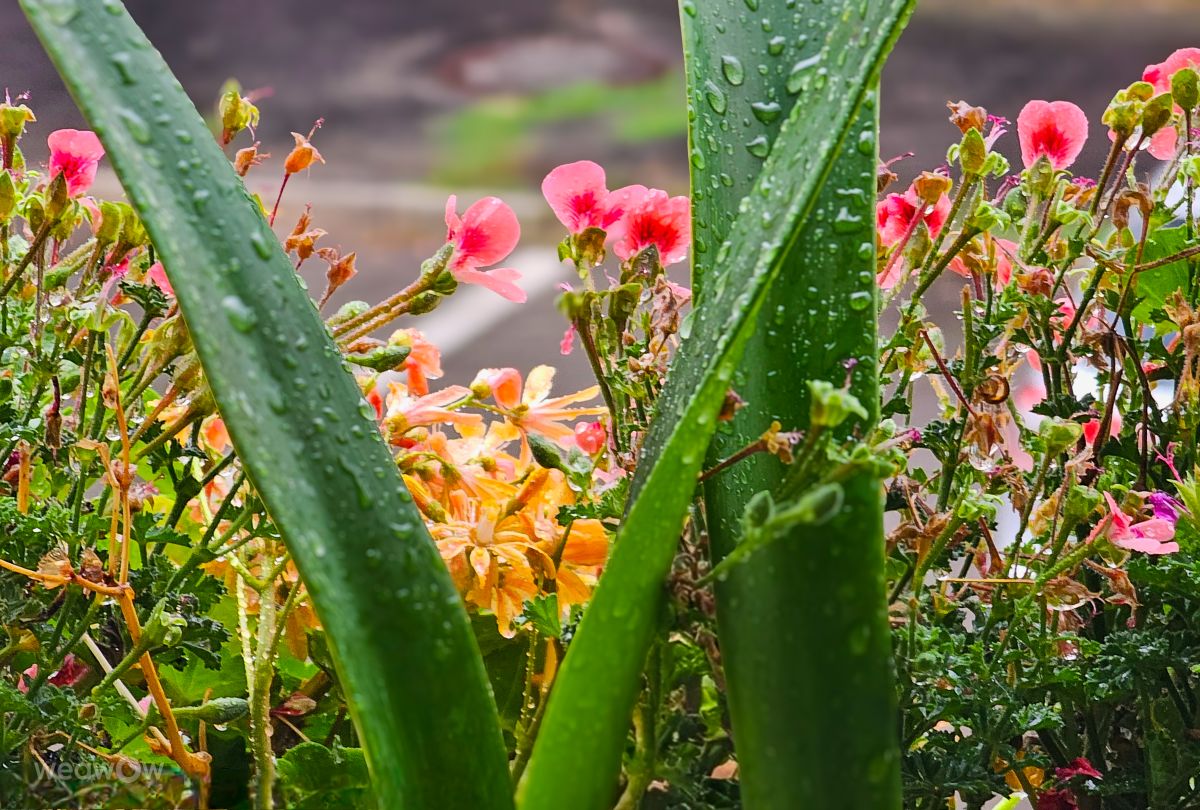 Photos météo à Sereď. Prévisions météo avec de superbes photos de Miloš_SK