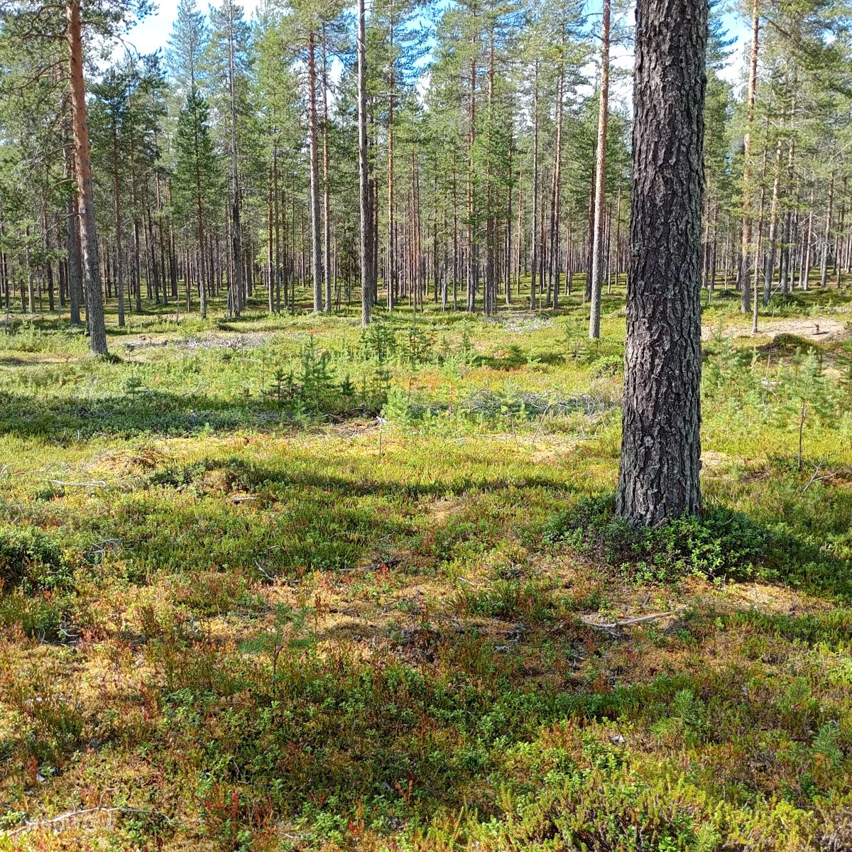 Fotos sobre el clima en Finlandia. Pronósticos del tiempo con hermosas fotos de Juki