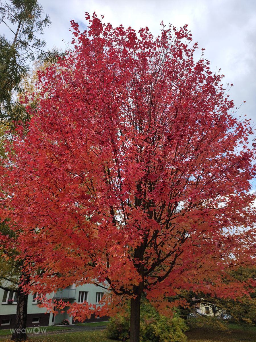 Fotos do tempo em Česká Třebová. Previsões do tempo com lindas fotos de drollted