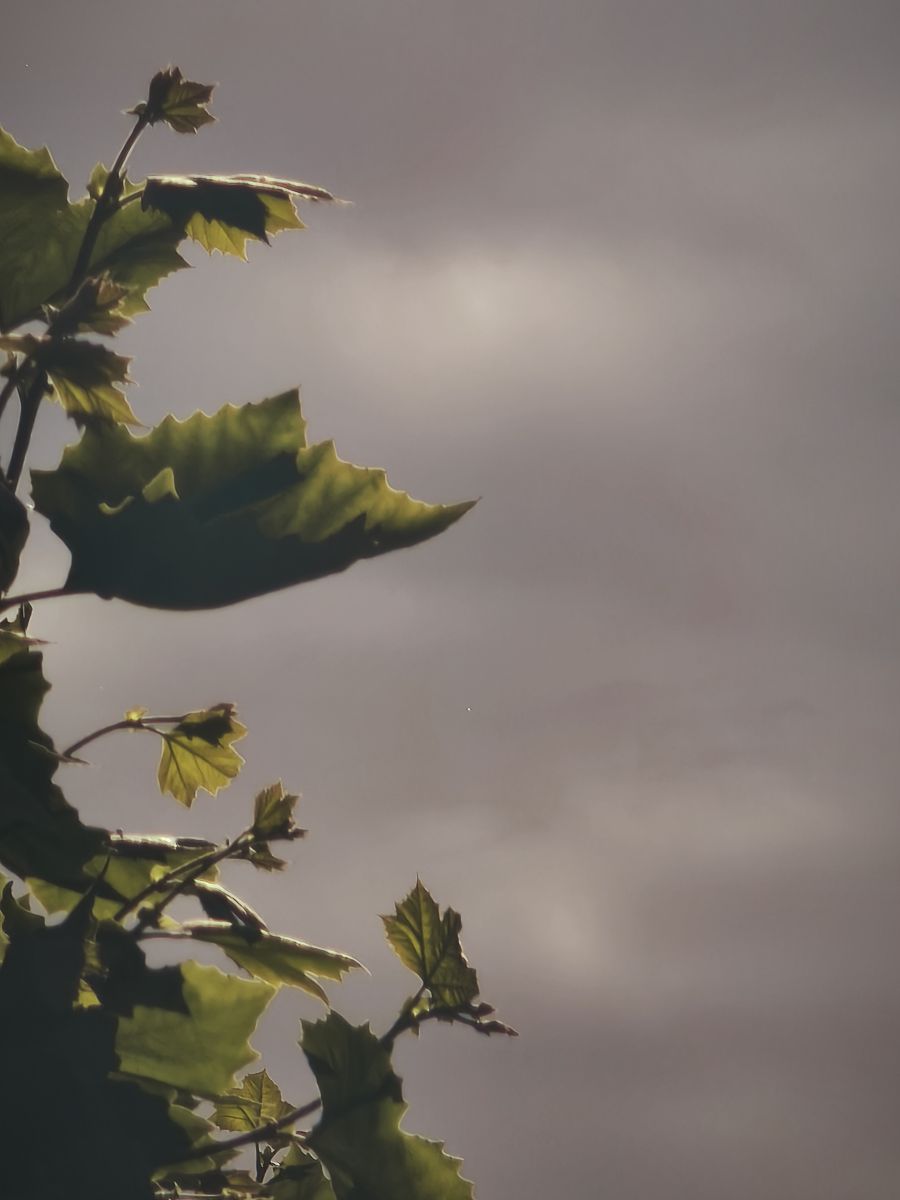 天气预报，带MarioMartínezB精美的照片