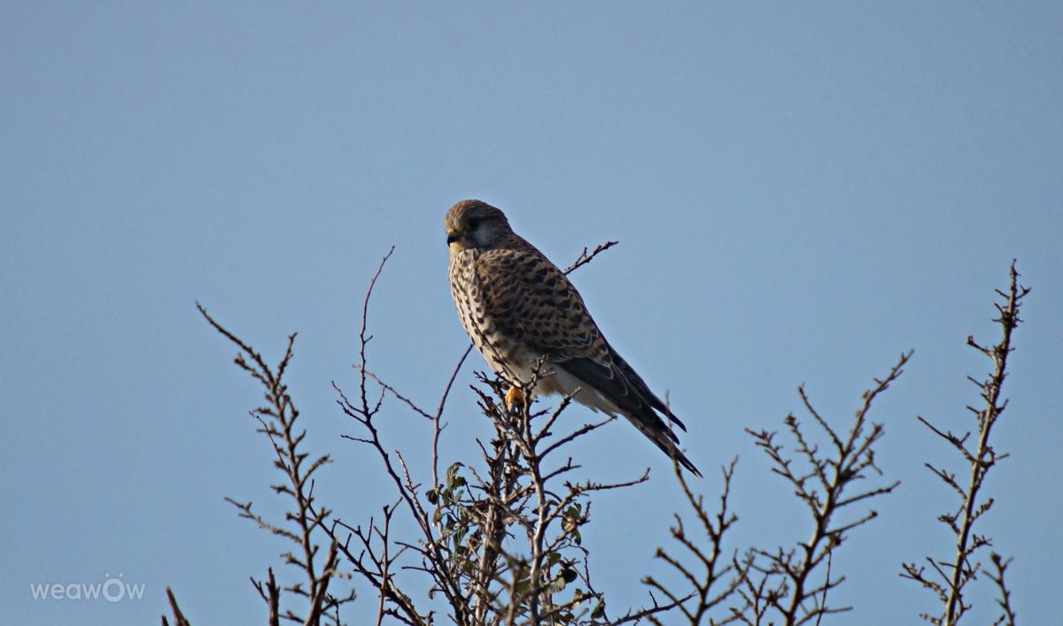 Photographer tony5636, Weather Photos in Calvisson - Weawow