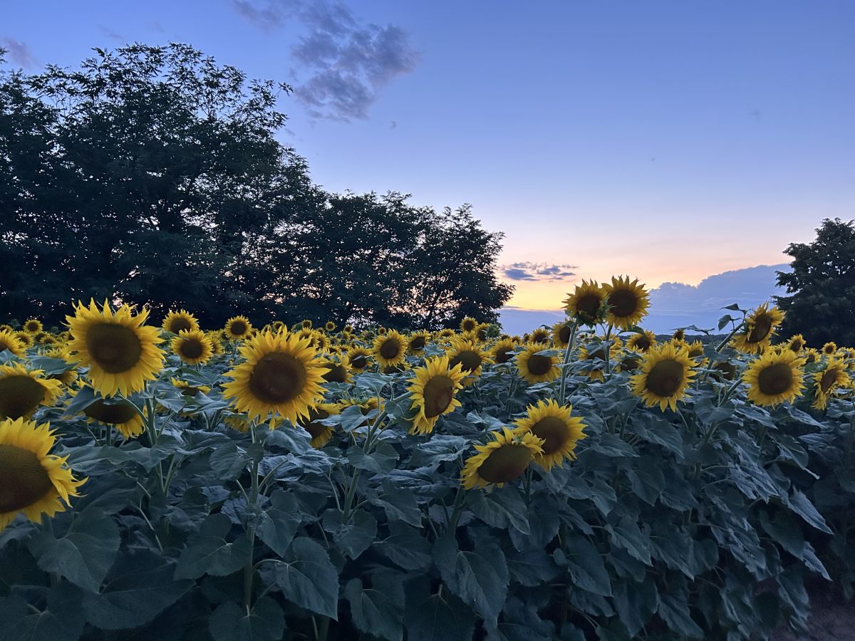 Weather forecasts with beautiful photos by zsohi