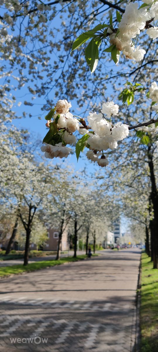Photographe gkadam, Photos météo à Amsterdam - Weawow
