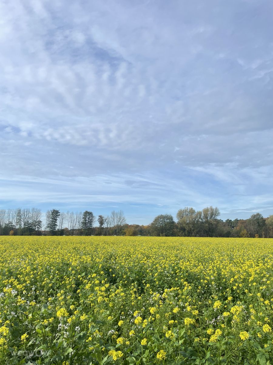 Photographer freeway60, Weather Photos in Dülmen - Weawow