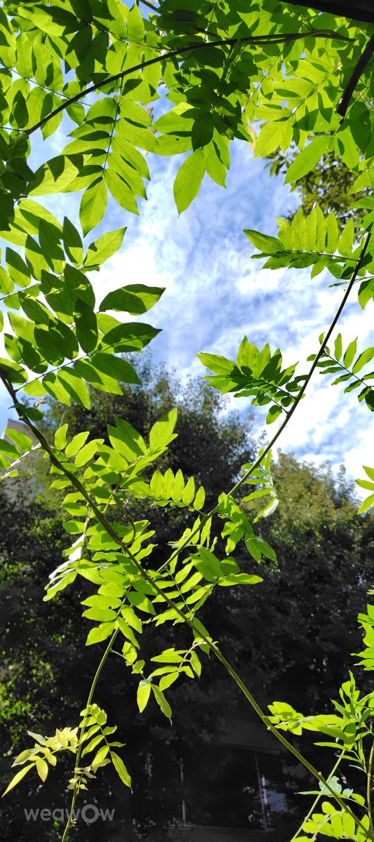 Prévisions météo avec de superbes photos de umemui