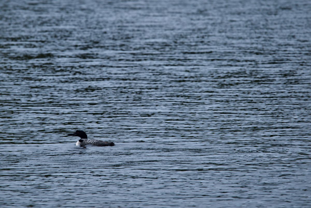Weather Photos in Rainy Lake. Weather forecasts with beautiful photos by krantzjh