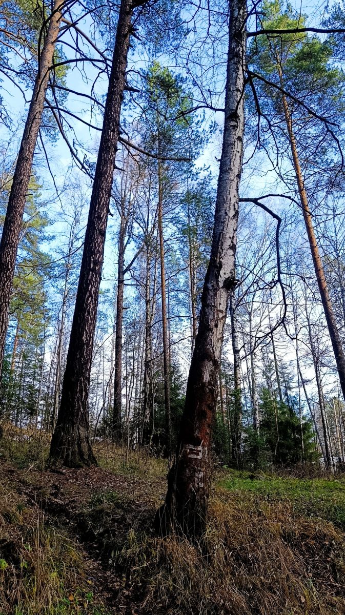 Fotos sobre el clima en Pervouralsk. Pronósticos del tiempo con hermosas fotos de sasha_s