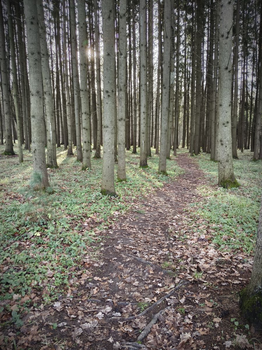 Yasnaya Polyana的天气照片. 天气预报，带Aleksei精美的照片