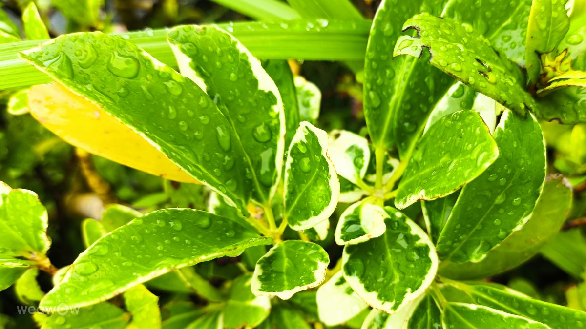 Fotografos Takimi-sky, Fotos do tempo em Nakama - Weawow