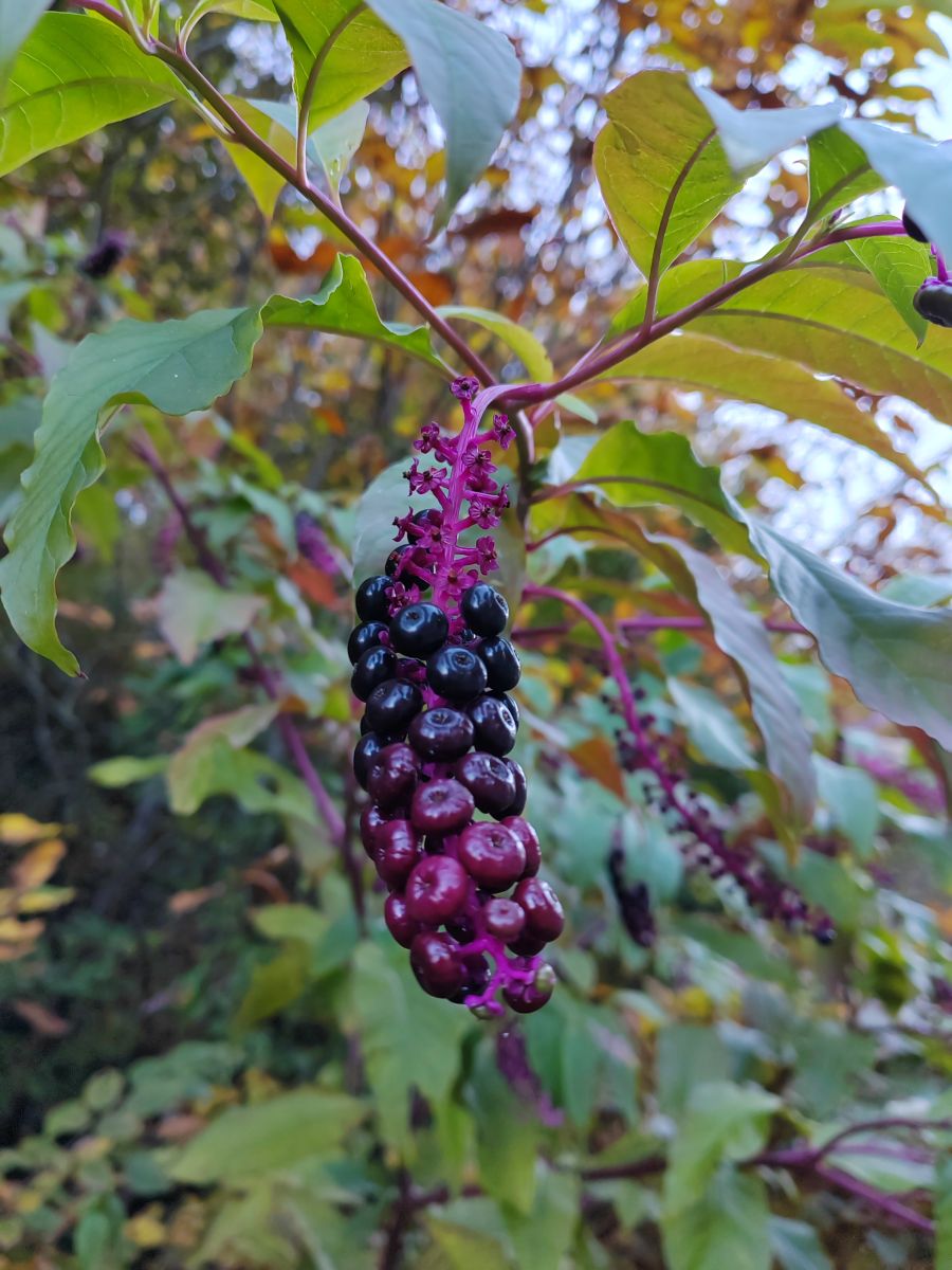 摄影师 Albert_Smelovtsev，Roza Khutor的天气照片 - Weawow