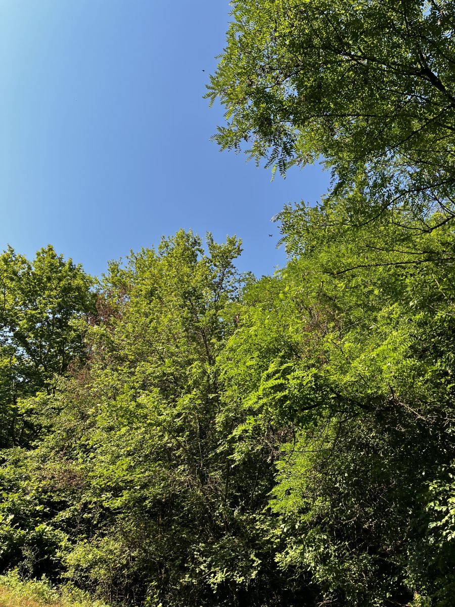 Fotos sobre el clima en Katuntsi. Pronósticos del tiempo con hermosas fotos de Lili_Novoselska