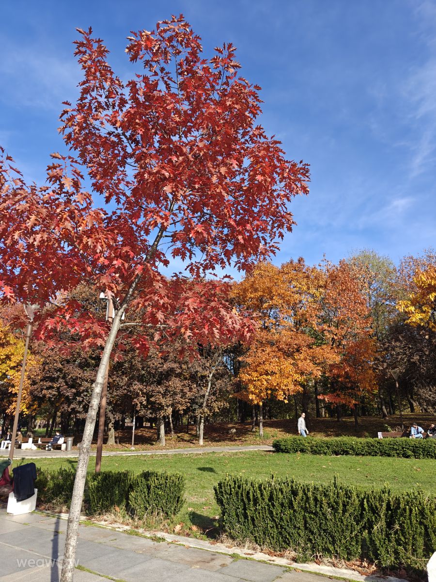 ソフィアの天気写真. Rosiiiの美しい写真による天気予報