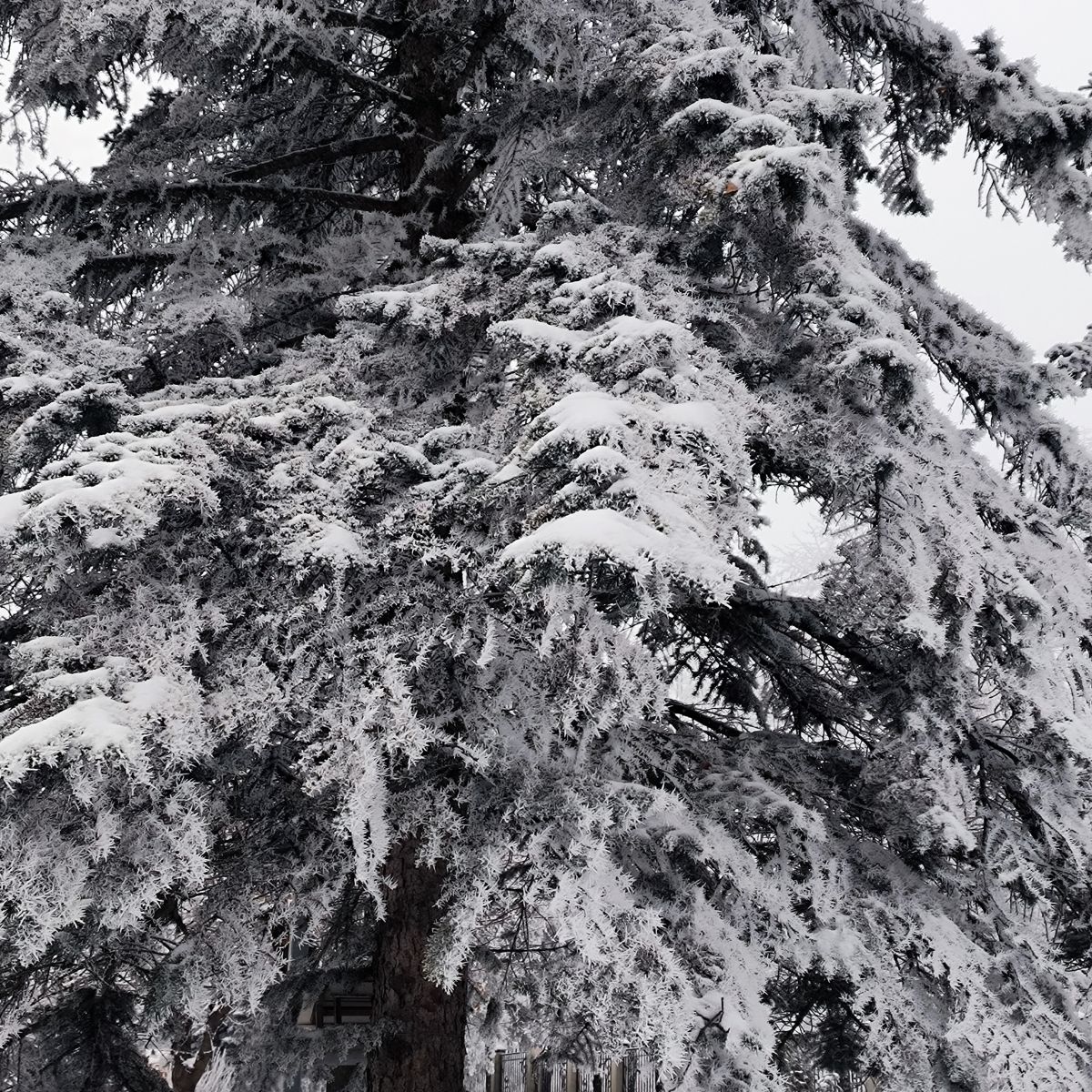 Fotos do tempo em Nal'chik. Previsões do tempo com lindas fotos de eucalipt