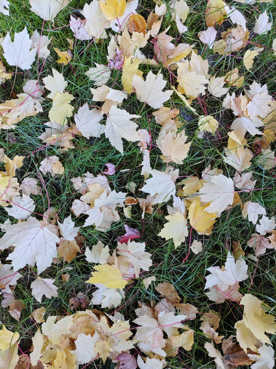 Fotógrafo Albert_Smelovtsev, Fotos sobre el clima en Roza Khutor - Weawow