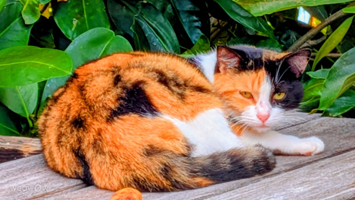 Weather Photos in French Polynesia. Weather forecasts with beautiful photos by Teuira