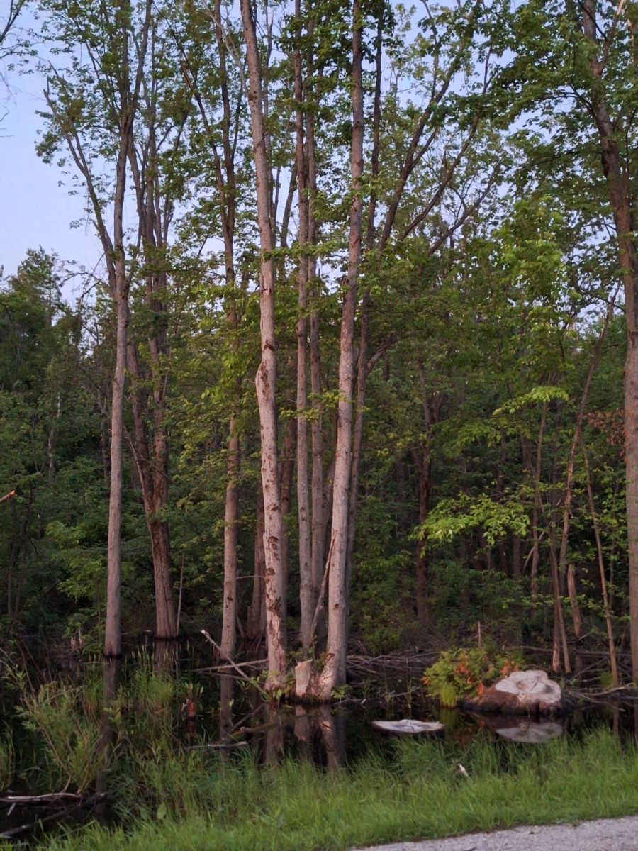 Photographer ccdn0630, Weather Photos in Barrie - Weawow