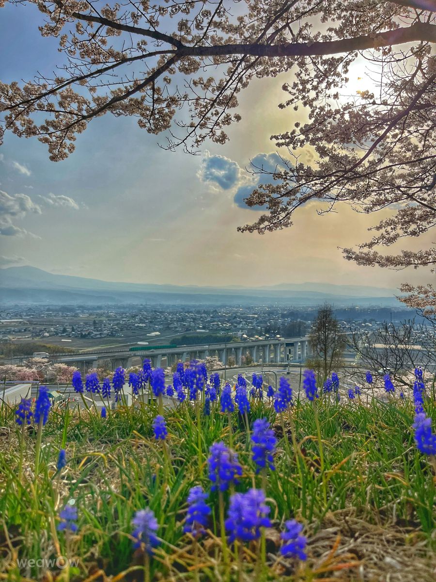 Weather Photos in Saku-shi. Weather forecasts with beautiful photos by Kasumisou