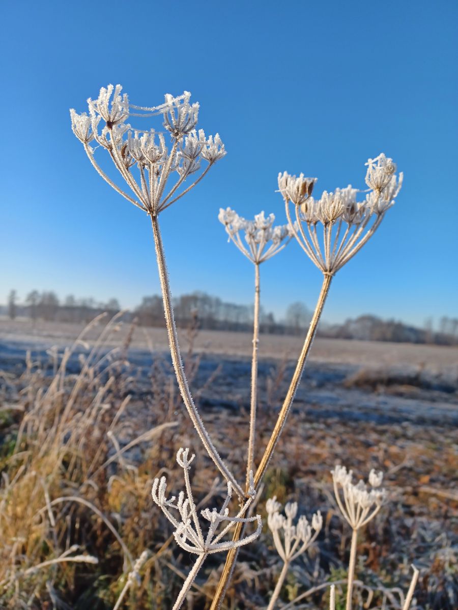 天气预报，带Hikey精美的照片