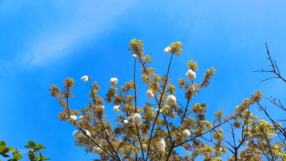 Fotografos Takimi-sky, Fotos do tempo em Omoromachi - Weawow