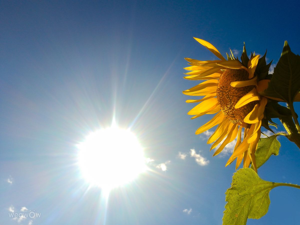 Pronósticos del tiempo con hermosas fotos de Sunnyy