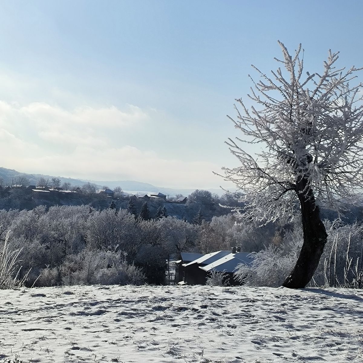 Fotos do tempo em Nal'chik. Previsões do tempo com lindas fotos de eucalipt