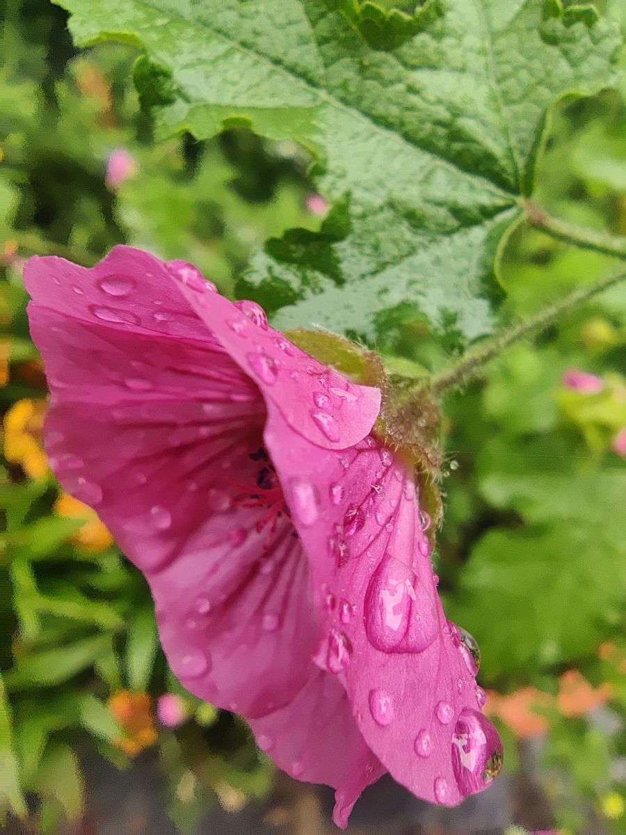 Фотограф Zorrra, Фотографии Погоды в Kladow - Weawow