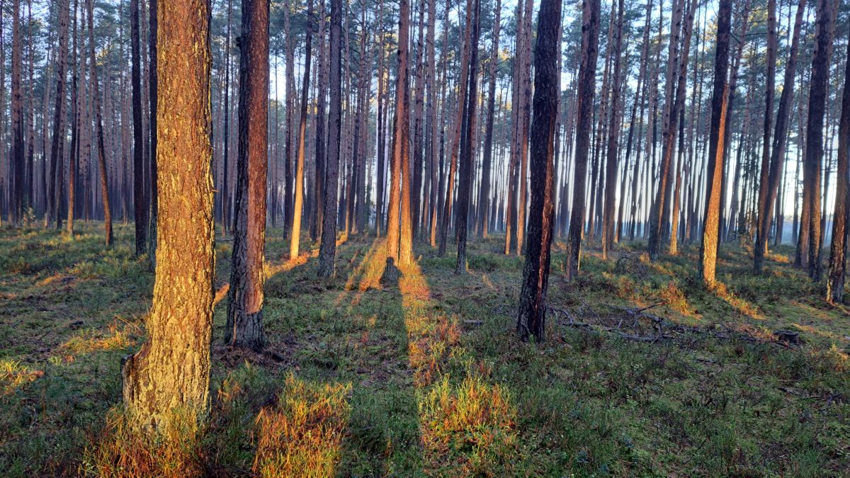 Фотограф Arturo, Фотографии Погоды в Grodziec - Weawow