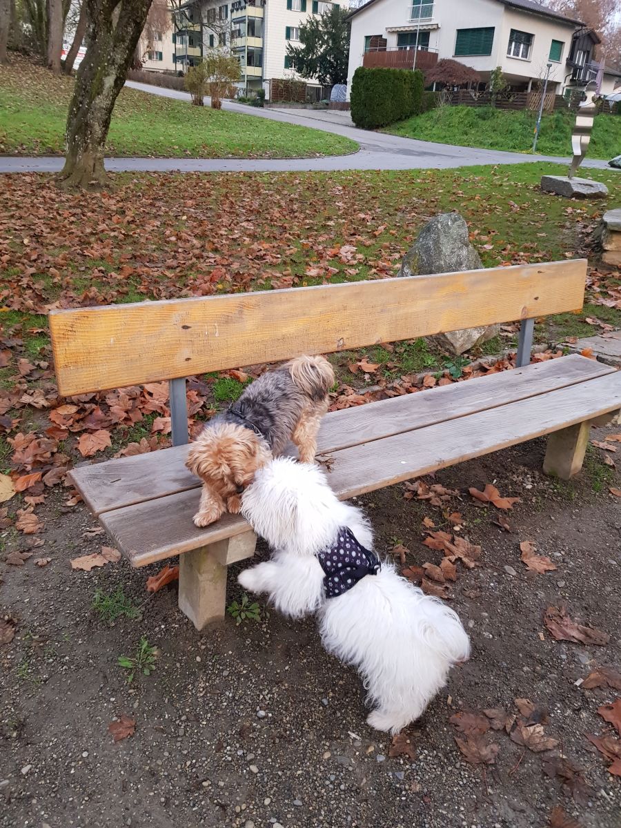 Neuhausen am Rheinfall的天气照片. 天气预报，带aida-khaldi精美的照片