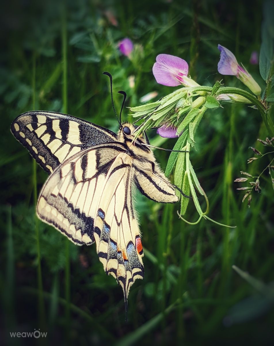 Fotografos Juniper-du-bayou, Fotos do tempo em Latour - Weawow