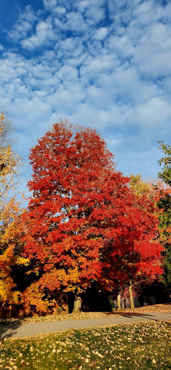 Wetter Photos Kanata Avenue. Wettervorhersagen mit schönen Fotos von KevinG