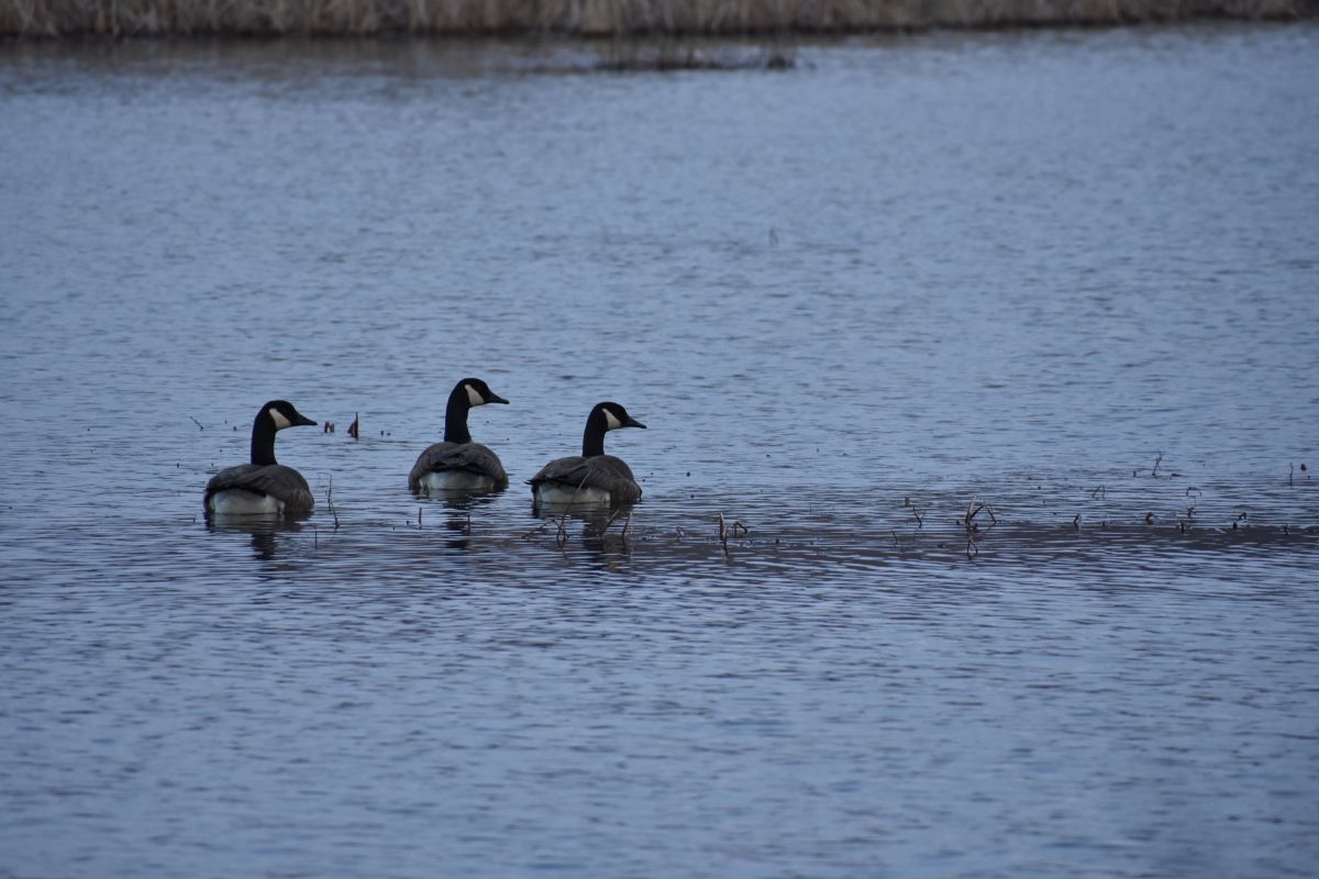 Фотографии Погоды в Muscatatuck National Wildlife Refuge. Прогнозы погоды с чудесными фотографиями, сделанными krantzjh