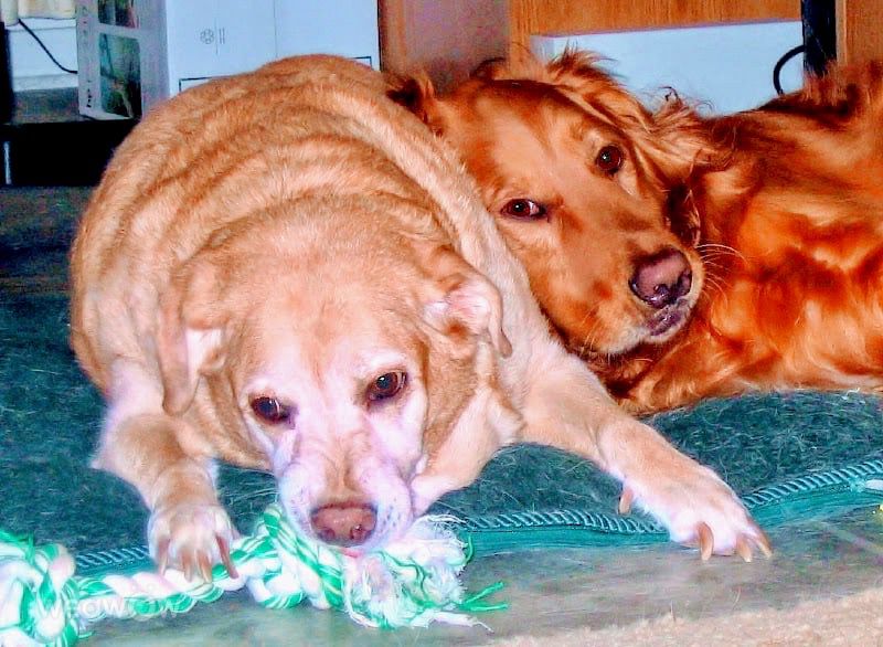 摄影师 Cajungrl26，LaPlace的天气照片 - Weawow