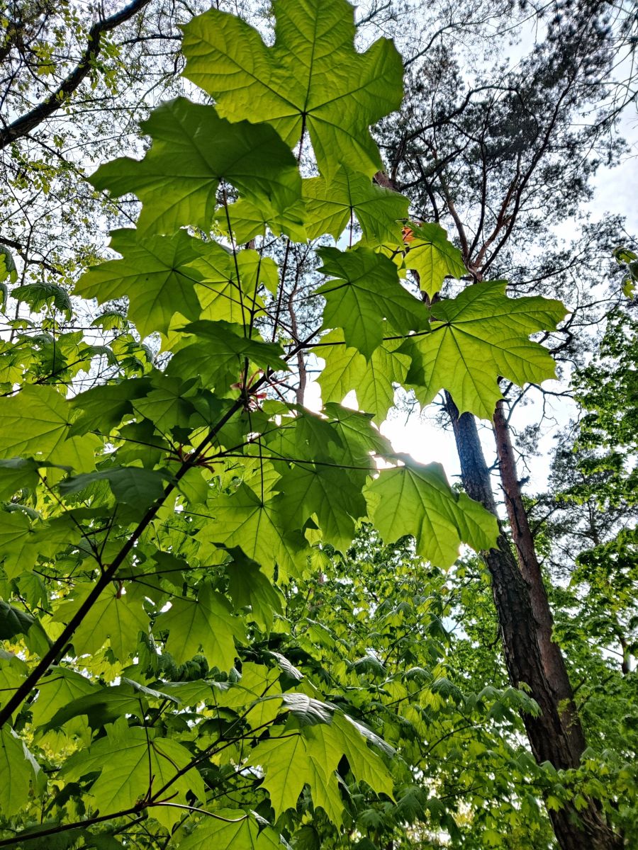 摄影师 Zorrra，Kladow的天气照片 - Weawow