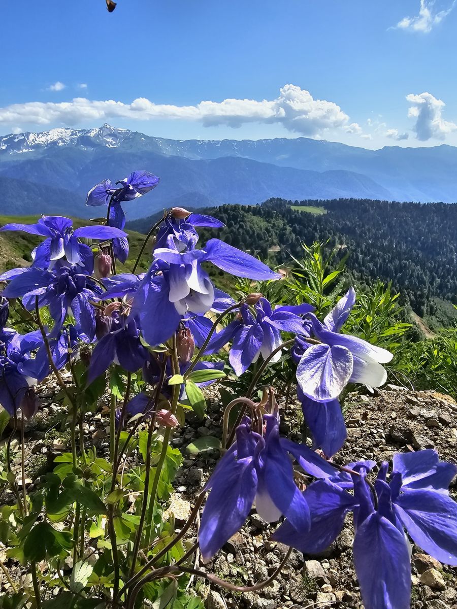 Photographe Albert_Smelovtsev, Photos météo à Roza Khutor - Weawow