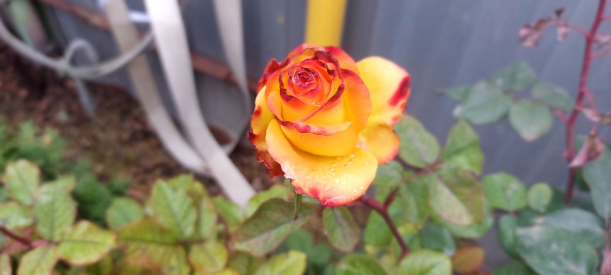 Photos météo à Taganrog. Prévisions météo avec de superbes photos de marimouse3