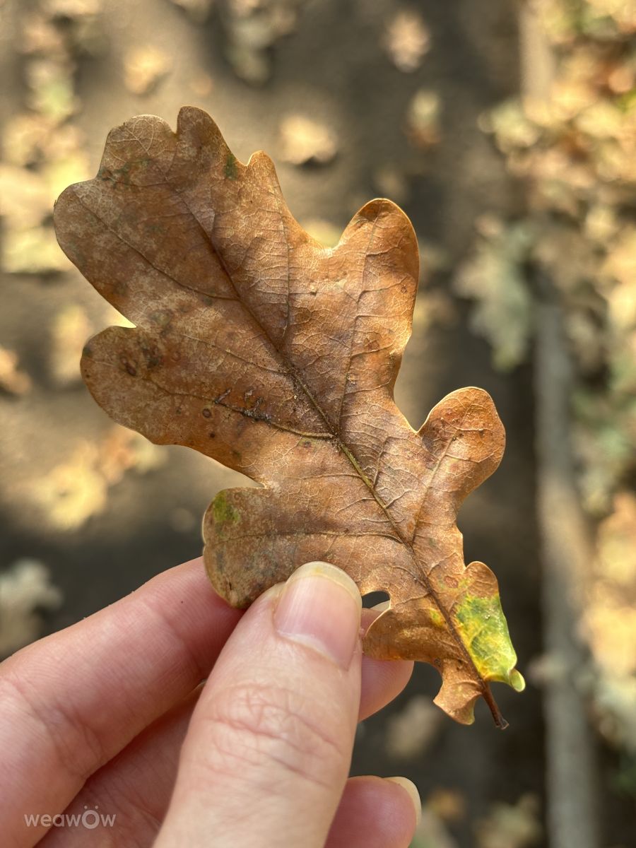 Photographer kriotis, Weather Photos in Gyál - Weawow