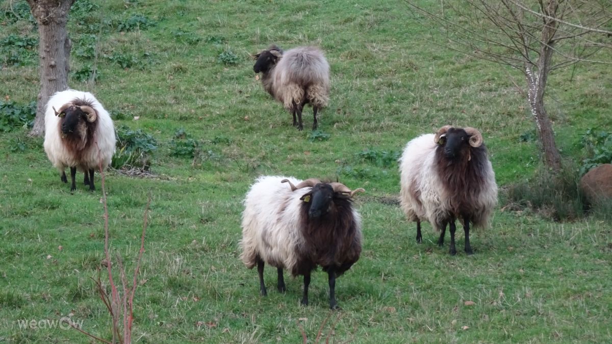 Weather Photos in Domezain-Berraute. Weather forecasts with beautiful photos by Rikar Gartzia