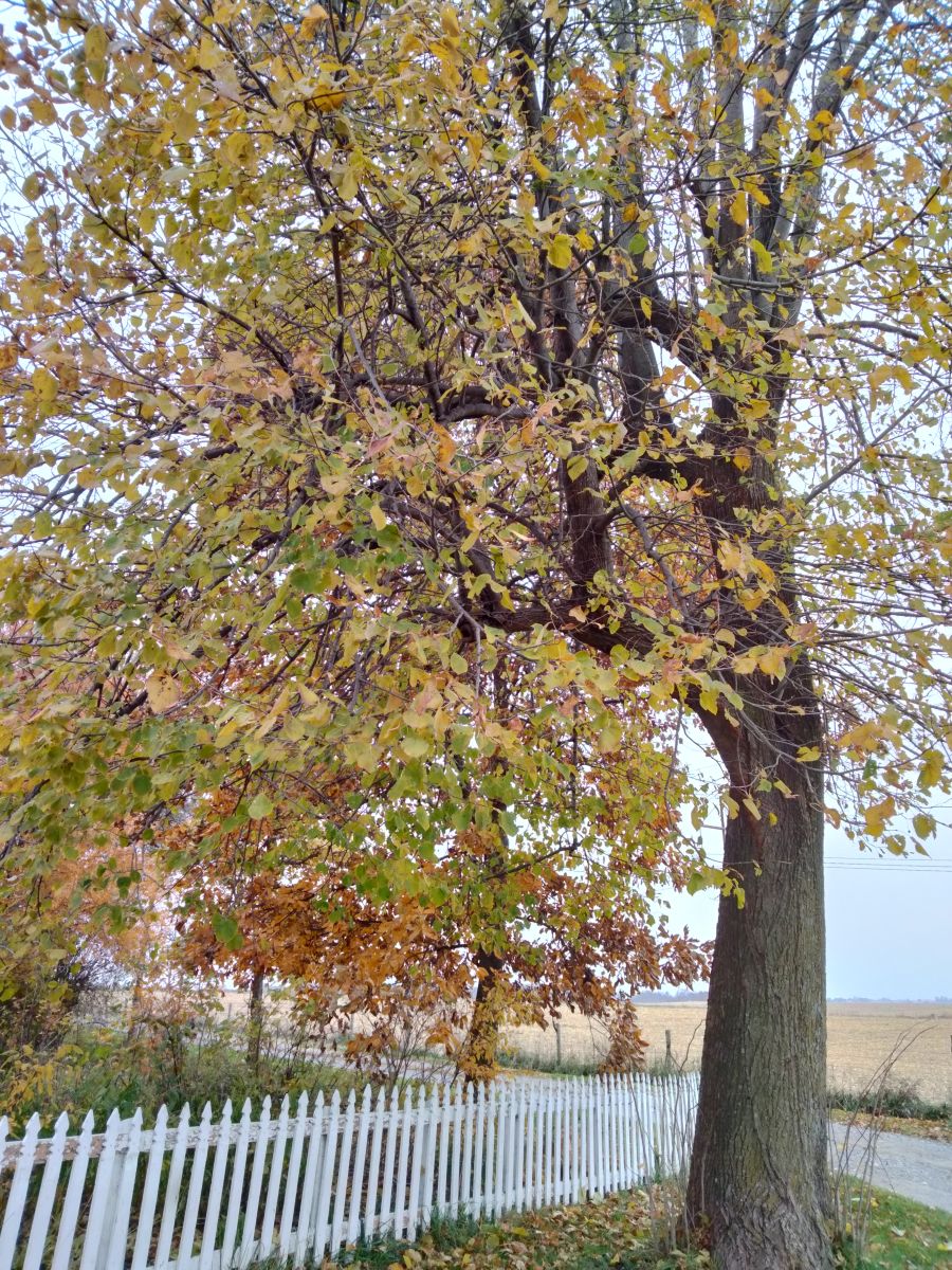 Weather Photos in Parnell. Weather forecasts with beautiful photos by Kate72